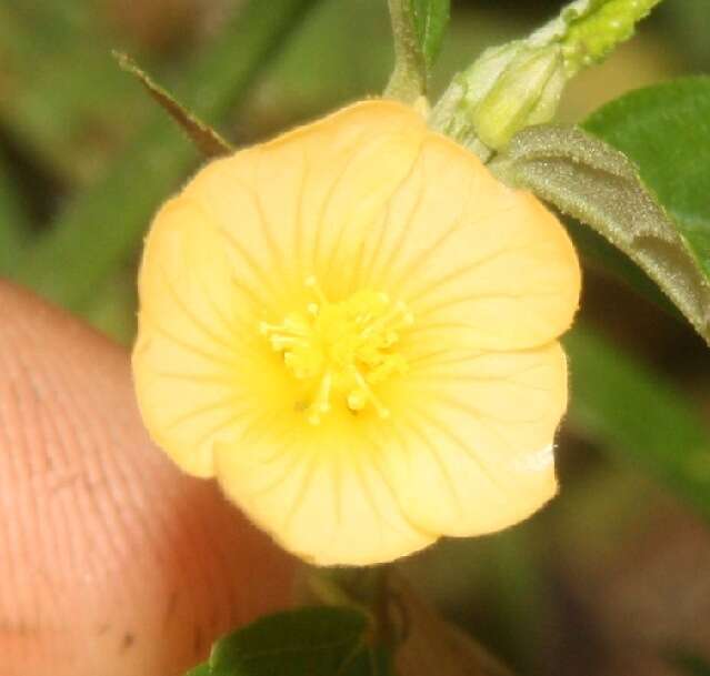 Imagem de Sida rhombifolia L.