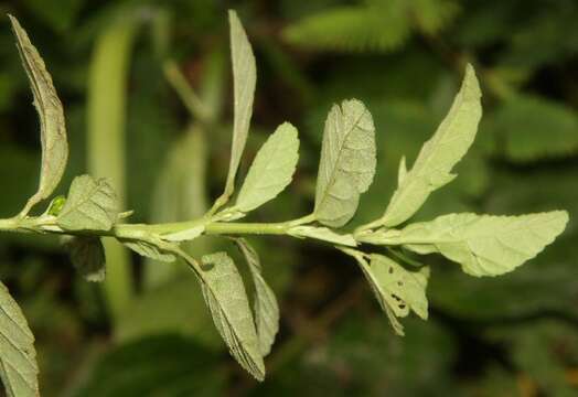 Imagem de Sida rhombifolia L.