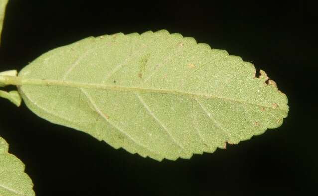 Imagem de Sida rhombifolia L.