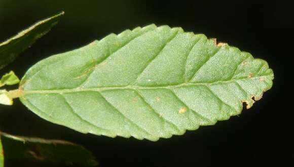 Imagem de Sida rhombifolia L.