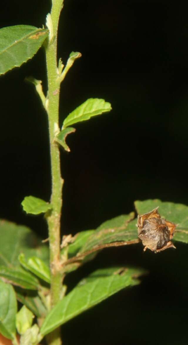 Imagem de Sida rhombifolia L.