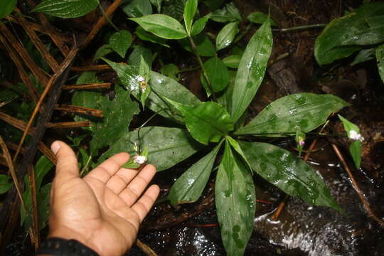 Image de Tradescantia zanonia (L.) Sw.