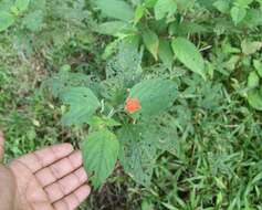 Image of lantana