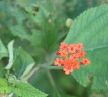 Image of lantana