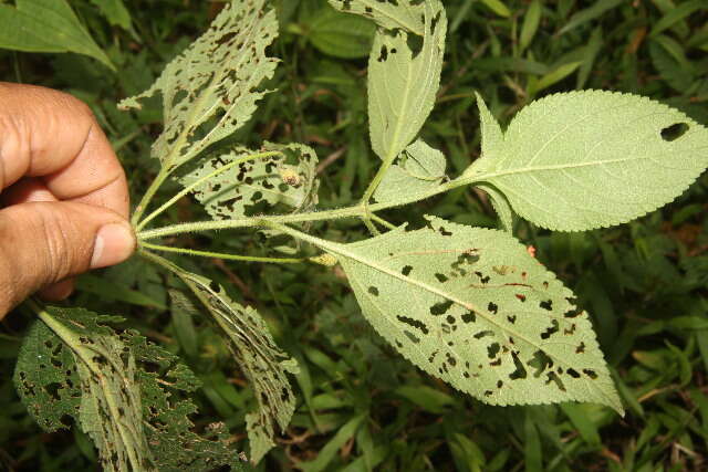 Image of lantana