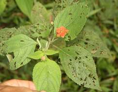 Image of lantana