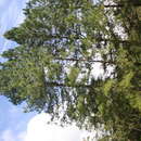 Image of Pinus