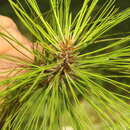 Image of Pinus