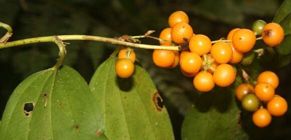 Image of Smilax