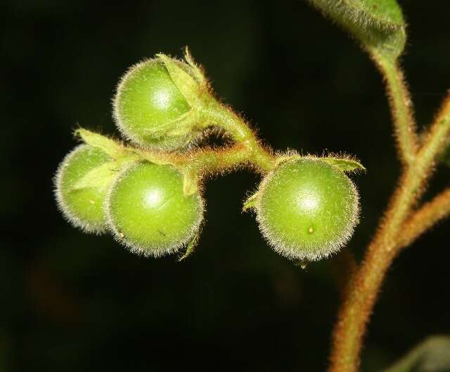 Image of Solanum