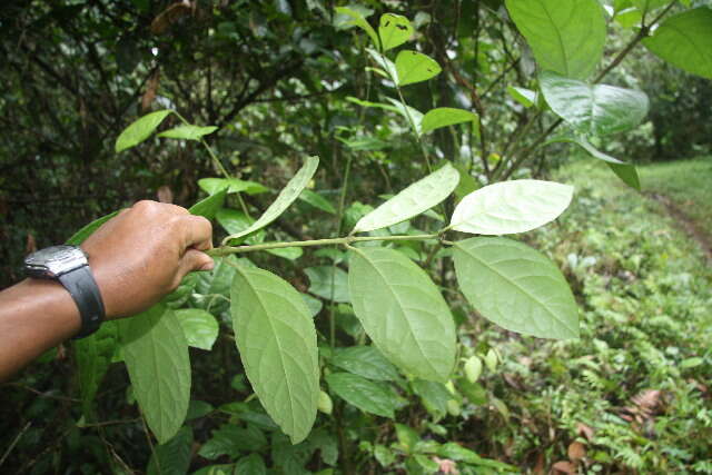 Image of Mollinedia costaricensis J. D. Sm.