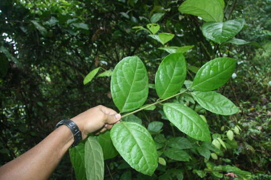 Image of Mollinedia costaricensis J. D. Sm.