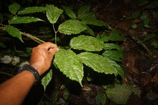 Image of Stizophyllum riparium (Kunth) Sandwith