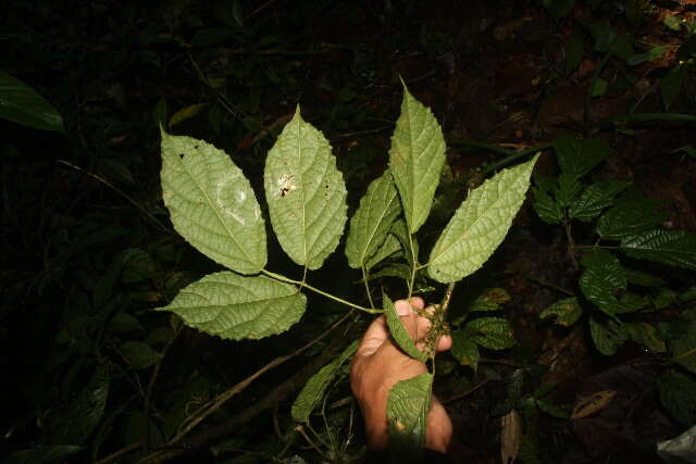 Image of Stizophyllum riparium (Kunth) Sandwith