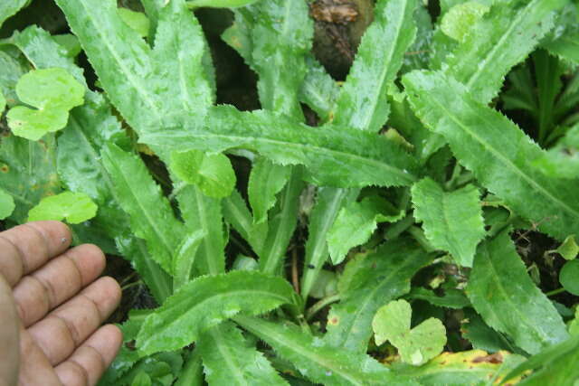 Eryngium foetidum L. resmi