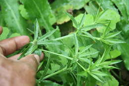 Imagem de Eryngium foetidum L.