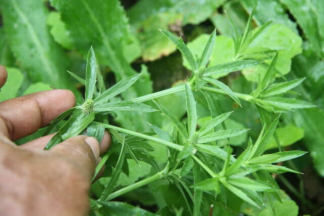 Eryngium foetidum L. resmi