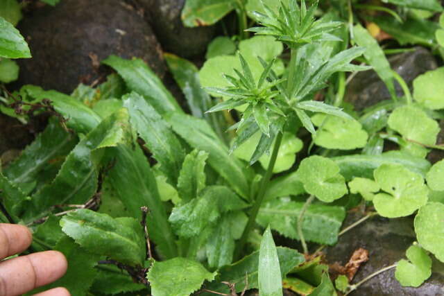 Eryngium foetidum L. resmi