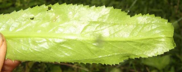 Imagem de Eryngium foetidum L.