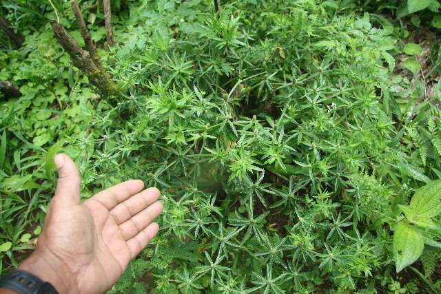 Eryngium foetidum L. resmi