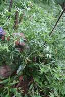 Imagem de Eryngium foetidum L.