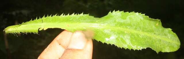 Imagem de Eryngium foetidum L.