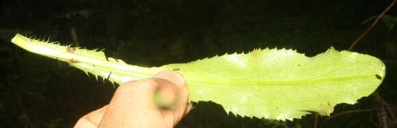 Eryngium foetidum L. resmi