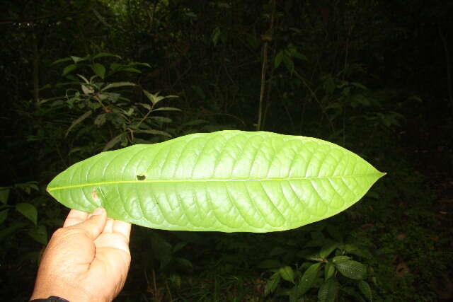 Image of Guatteria diospyroides Baill.