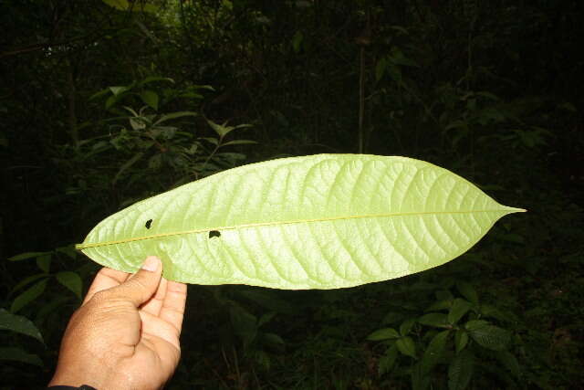 Image of Guatteria diospyroides Baill.