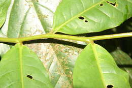 Image of Guatteria diospyroides Baill.