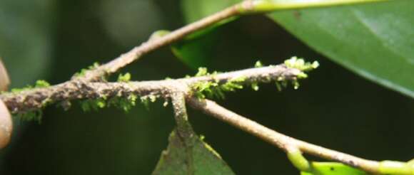 Image of Desmopsis schippii Standl.