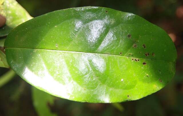 Image of Desmopsis schippii Standl.