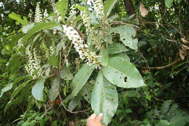 Plancia ëd Miconia trinervia (Sw.) D. Don ex Loud.