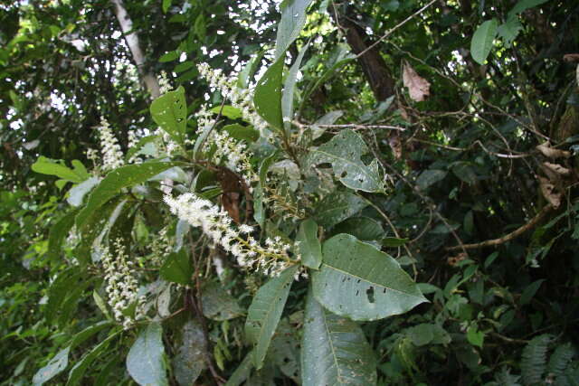 Plancia ëd Miconia trinervia (Sw.) D. Don ex Loud.