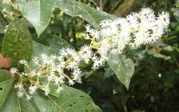 Plancia ëd Miconia trinervia (Sw.) D. Don ex Loud.