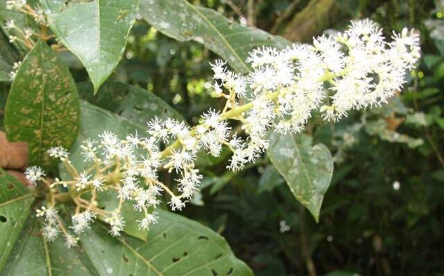 Plancia ëd Miconia trinervia (Sw.) D. Don ex Loud.