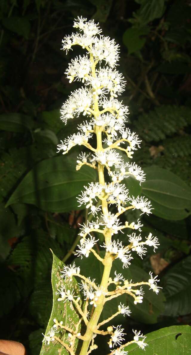 Plancia ëd Miconia trinervia (Sw.) D. Don ex Loud.