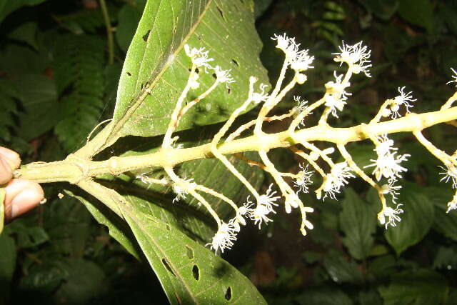 Plancia ëd Miconia trinervia (Sw.) D. Don ex Loud.