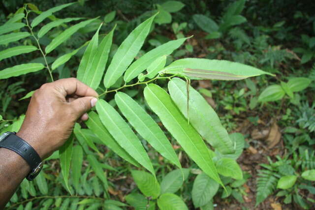 Mabea occidentalis Benth.的圖片