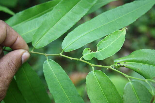 Mabea occidentalis Benth.的圖片