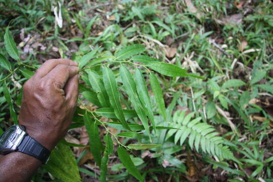 Image of Mabea occidentalis Benth.