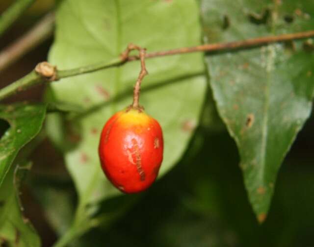 Imagem de Malpighia albiflora (J. Cuatrec.) J. Cuatrec.