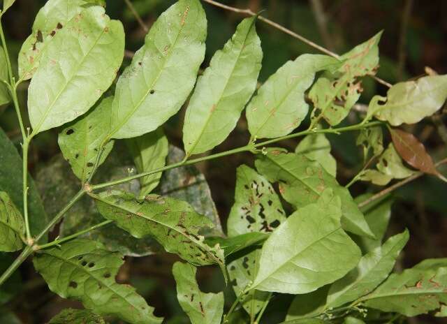 Imagem de Malpighia albiflora (J. Cuatrec.) J. Cuatrec.