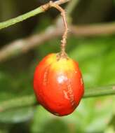 Imagem de Malpighia albiflora (J. Cuatrec.) J. Cuatrec.