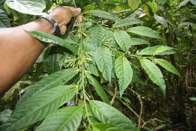 Image of Cestrum racemosum Ruiz & Pav.