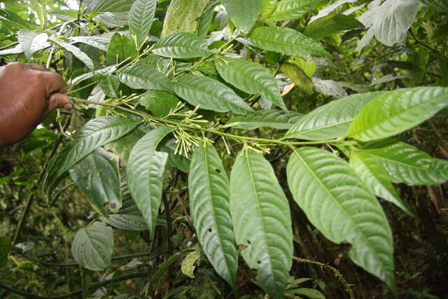 Image of Cestrum racemosum Ruiz & Pav.