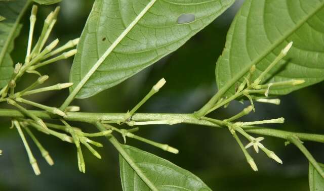 Image of Cestrum racemosum Ruiz & Pav.