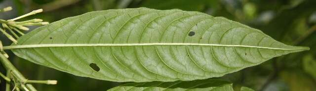 Image of Cestrum racemosum Ruiz & Pav.