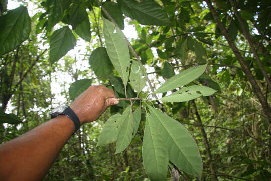 Image de Chrysochlamys psychotriifolia (Oerst.) Hemsl.