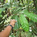 Image of Maquira guianensis subsp. costaricana (Standl.) C. C. Berg